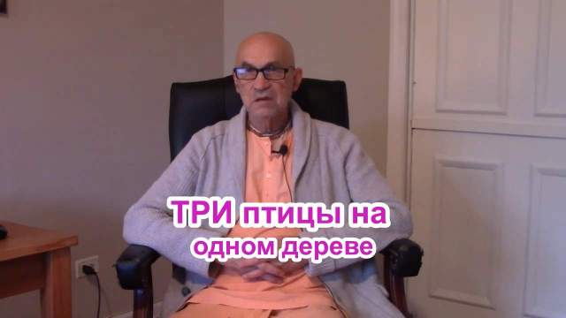 три птицы